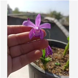 پیاز گل ارکیده ژاپنی (Bletilla striata)