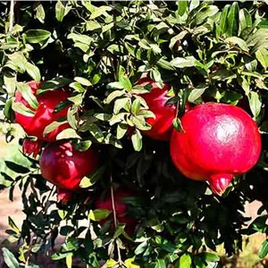 انار واندرفول آمریکایی