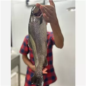 ماهی سالمون گوشت نارنجی