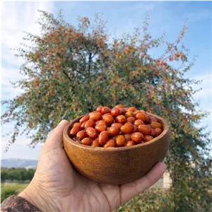 سنجد ارگانیک سایز متوسط بسته نیم کیلویی