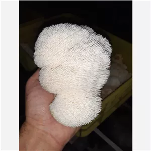 قارچ یال شیر خشک فلش اول 100 گرمی