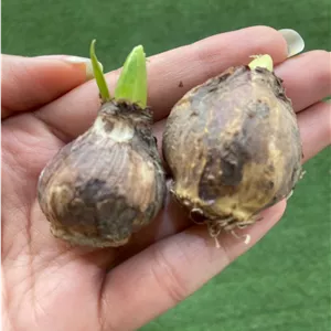 پیاز گل سنبل