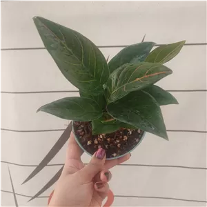 گل آگلونما روتاندوم پر بوته پس کرایه