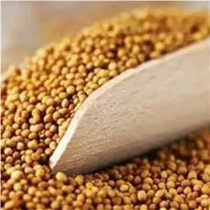 خردل نسابیده