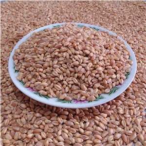 گندم زرین 10 کیلویی از تولید به مصرف