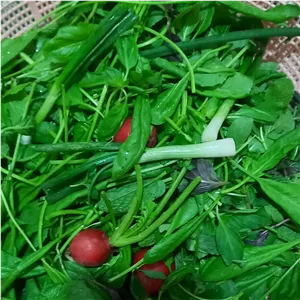 سبزی خوردن تر تازه و ب روز