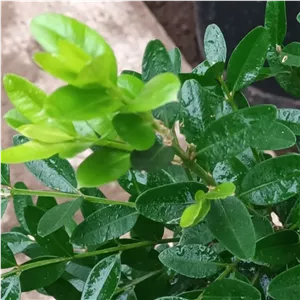 شمشاد هیرکانی مخصوص بنسای به صورت پس کرایه