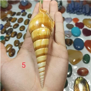 گوش ماهی دریایی