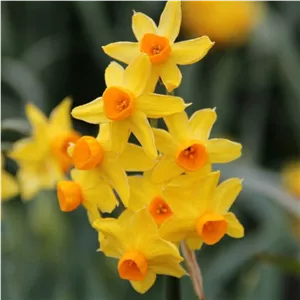 پیاز نرگس هلندی (Grand solel)چندگله معطر ممتاز