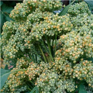 بذر خاویار گیاهی سبز (یک عدد ) 