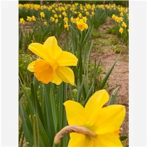 پیاز گل نرگس هلندی جام نارنجی 