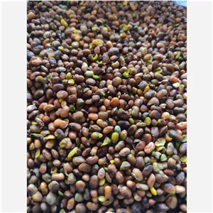 مغز بنه پسته کوهی شیراز امسالی وتازه (100 گرمی)
