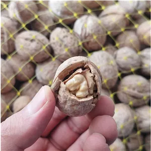 گردو ایرانی (تک درخت) تویسرکان (3 کیلوگرم)