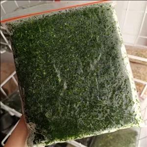 سبزی اسفناج