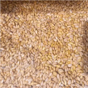 گندم سنتی