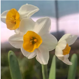 گل نرگس شیراز بسیار معطر