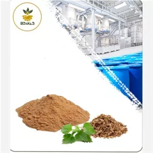 عصاره ریشه گزنه خشک یا پودری 100 گرمی با کیفیت عالی
