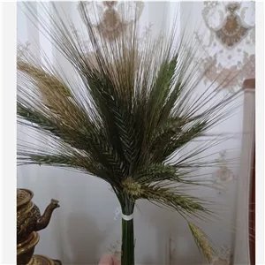 خوشه گندم  30عددی