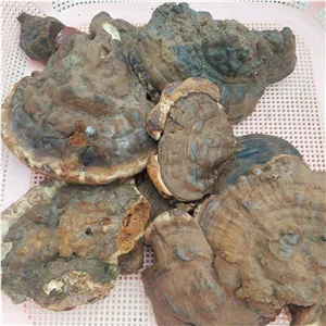 قارچ گانودرما طبیعی