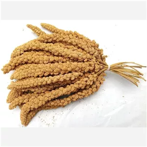 ارزن خوشه ای 50گرمی مخصوص پرندگان تا 8عددی