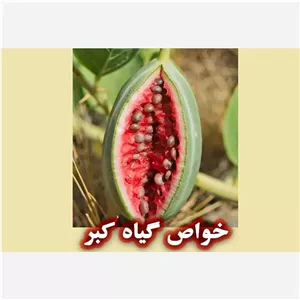 میوه گیاه کبر