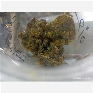 آنغوزه ( صمغ) 