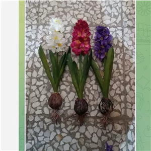 شاخه سنبل پیاز دار،موجودی گرفته شود