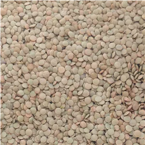 عدس درشت،عمده، خوشپخت و تازه، 10 کیلویی