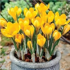 پیاز گل استرنبرجیا