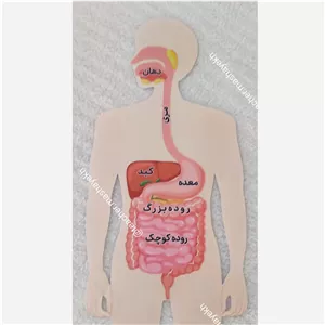 اناتومی بدن تیچر مشایخ