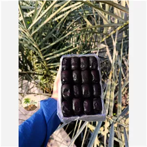 خرمای مضافتی بم اصیل و مرغوب