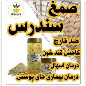  صمغ سندروس  گیاه کالا 