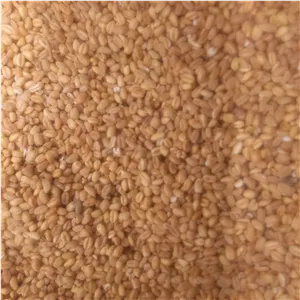 گندم حلیمی