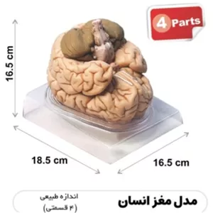 مولاژ مغز 4قسمتی