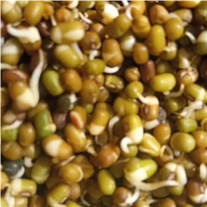 ارد جوانه ماش محلی امام قیض چهارگل چهارمحال وبختیاری250گرمی