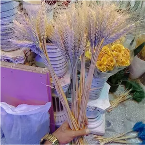 خوشه گندم دسته گندم طبیعی سنبل برکت گندم دسته 30 عددی گل خشک 