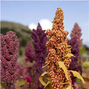 بذر گیاه کینوآ یا خاویار گیاهی - Quinoa Seed