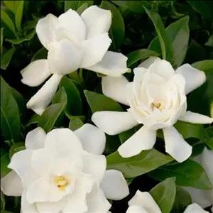 یاس گاردنیا بسیار معطر 