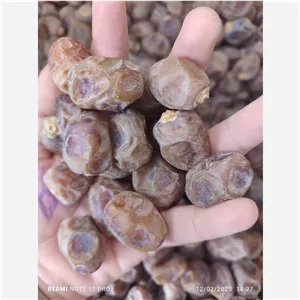 خرما برحی فله برداشت 1405