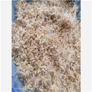 ارد سهن(ارد جوانه گندم)