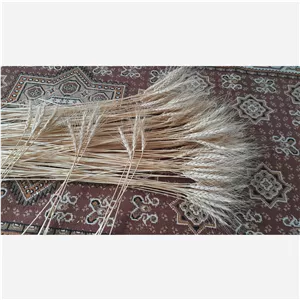 خوشه گندمگل گندم 300 خوشه