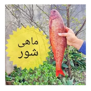 ماهی سفید شوراشپل دار(اشپلان)