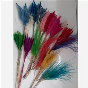 گل خشک دم روباهی (20 دسته)