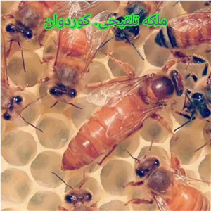 ملکه زنبورعسل ،کوردوان آمریکایی 