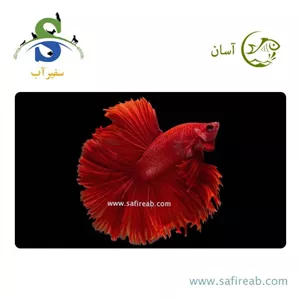 ماهی فایتر هافمون A