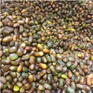مغز بنه پسته کوهی تازه و روزشکن - نیم کیلویی