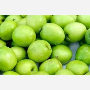 نهال گنار تایلندی میوه درشت (گلدانی)