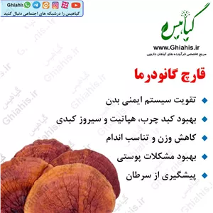 قارچ گانودرما 100گرمی