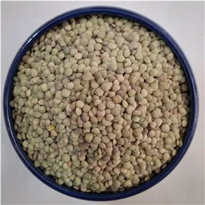 عدس زرین خوشه طبرستان - 1 کیلوگرم