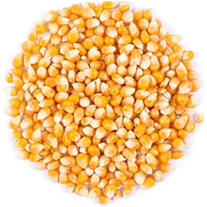 ذرت خشک درجه یک (نیم کیلو)